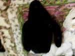 black ape back